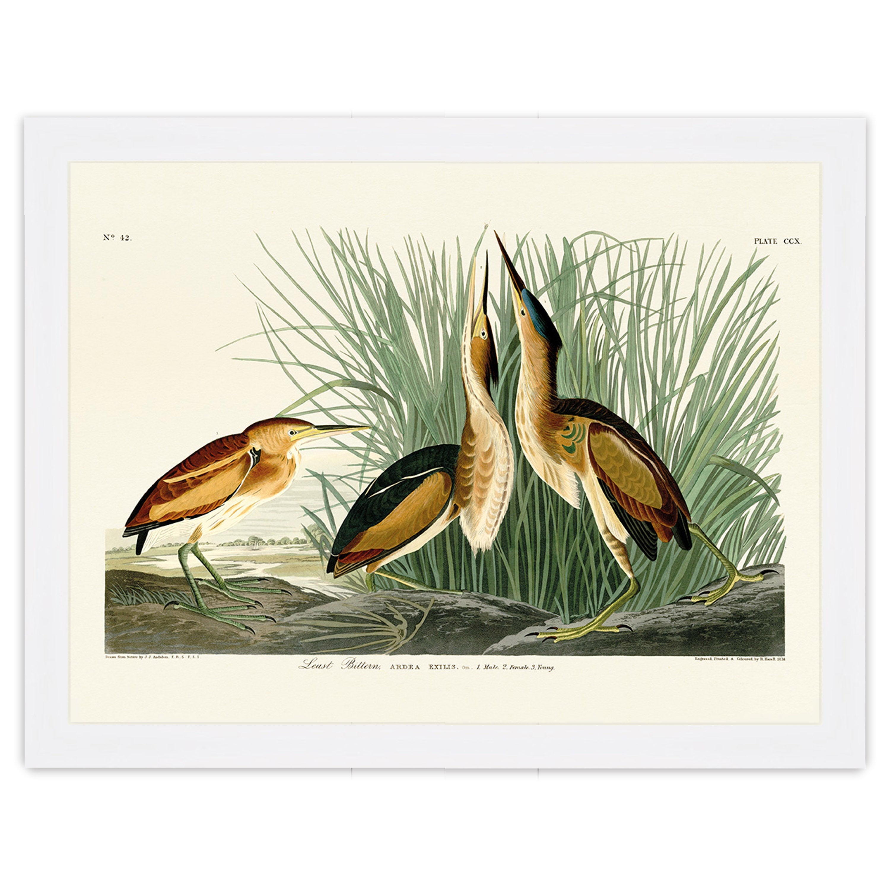 Least Bittern