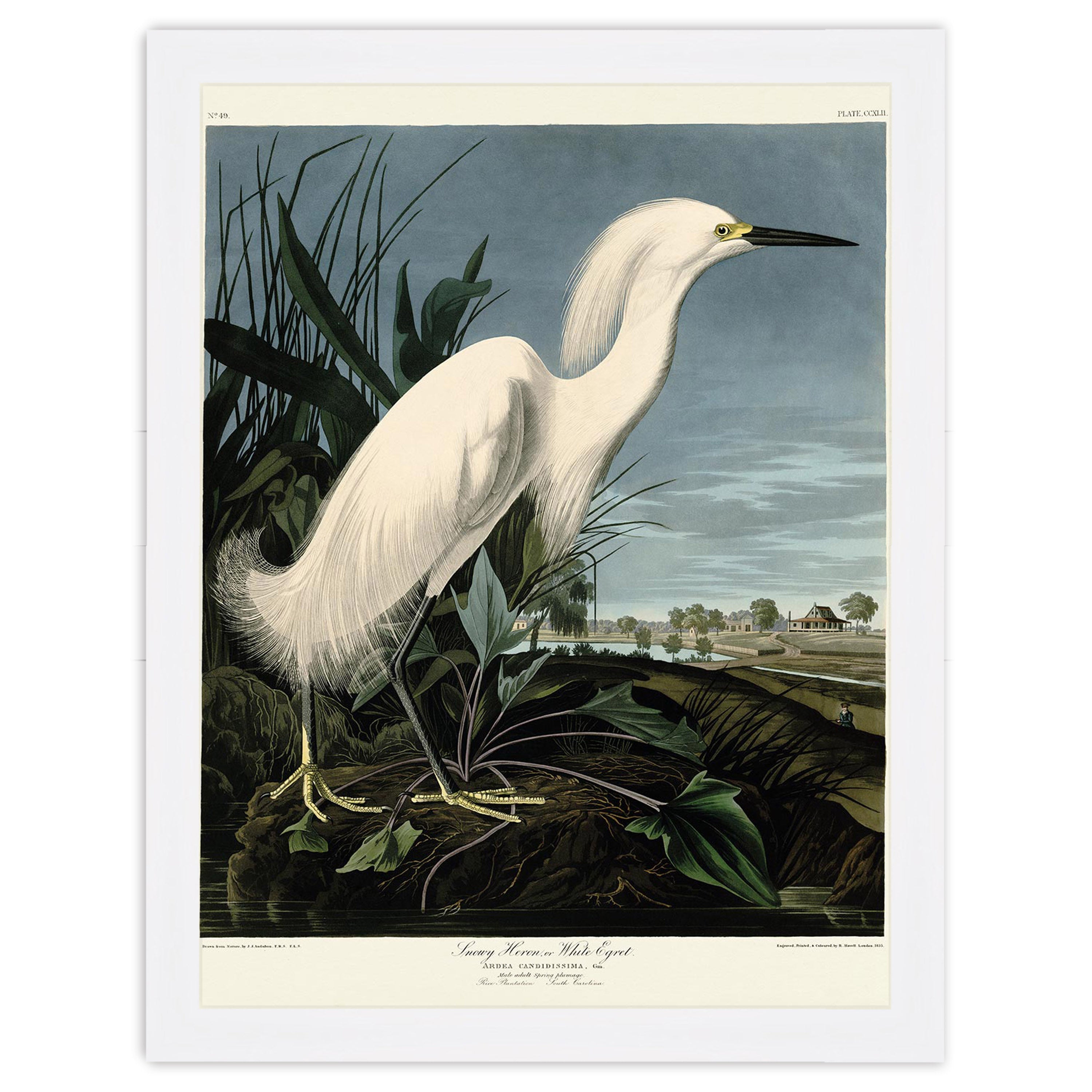 Snowy Heron