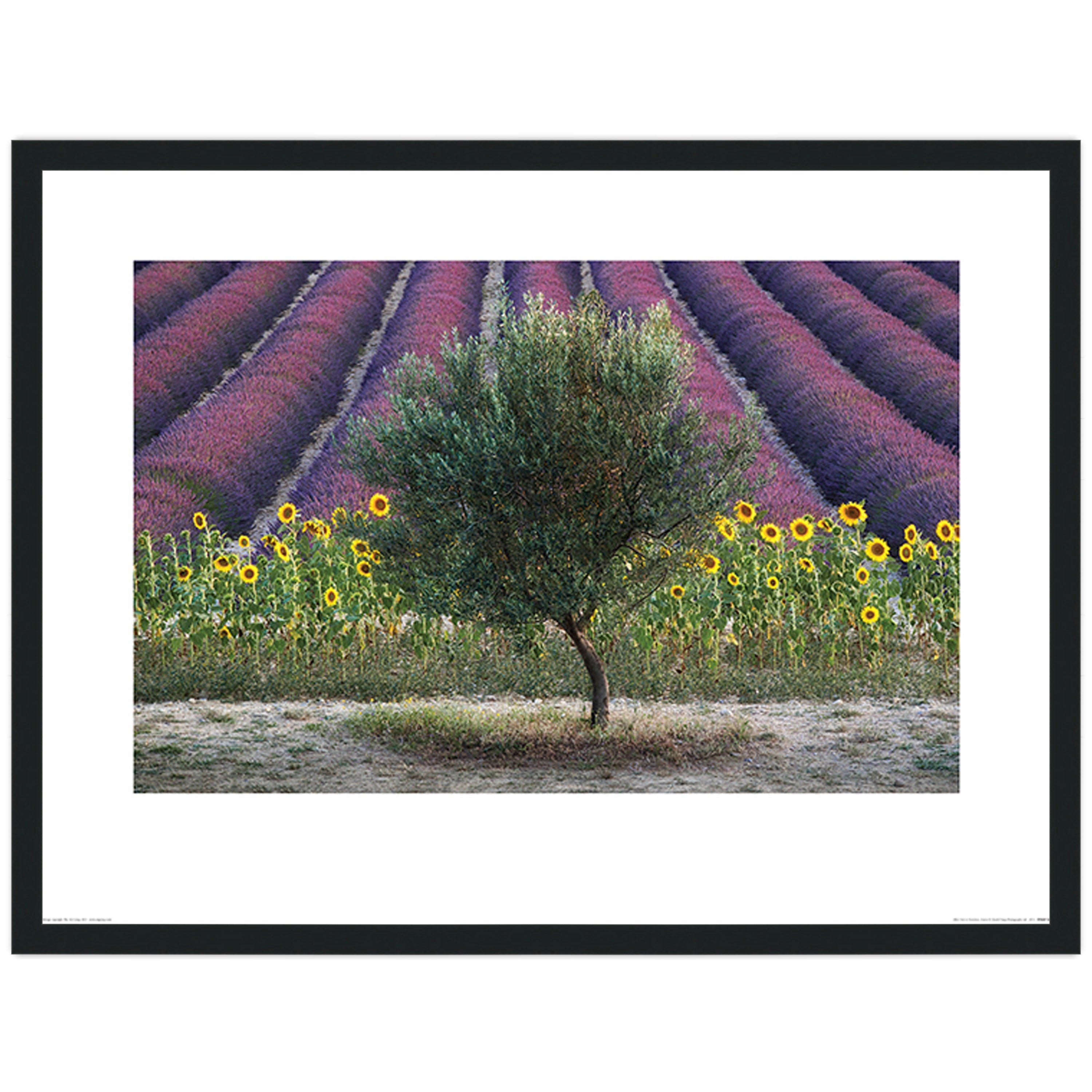 Olive Tree in Provence, France