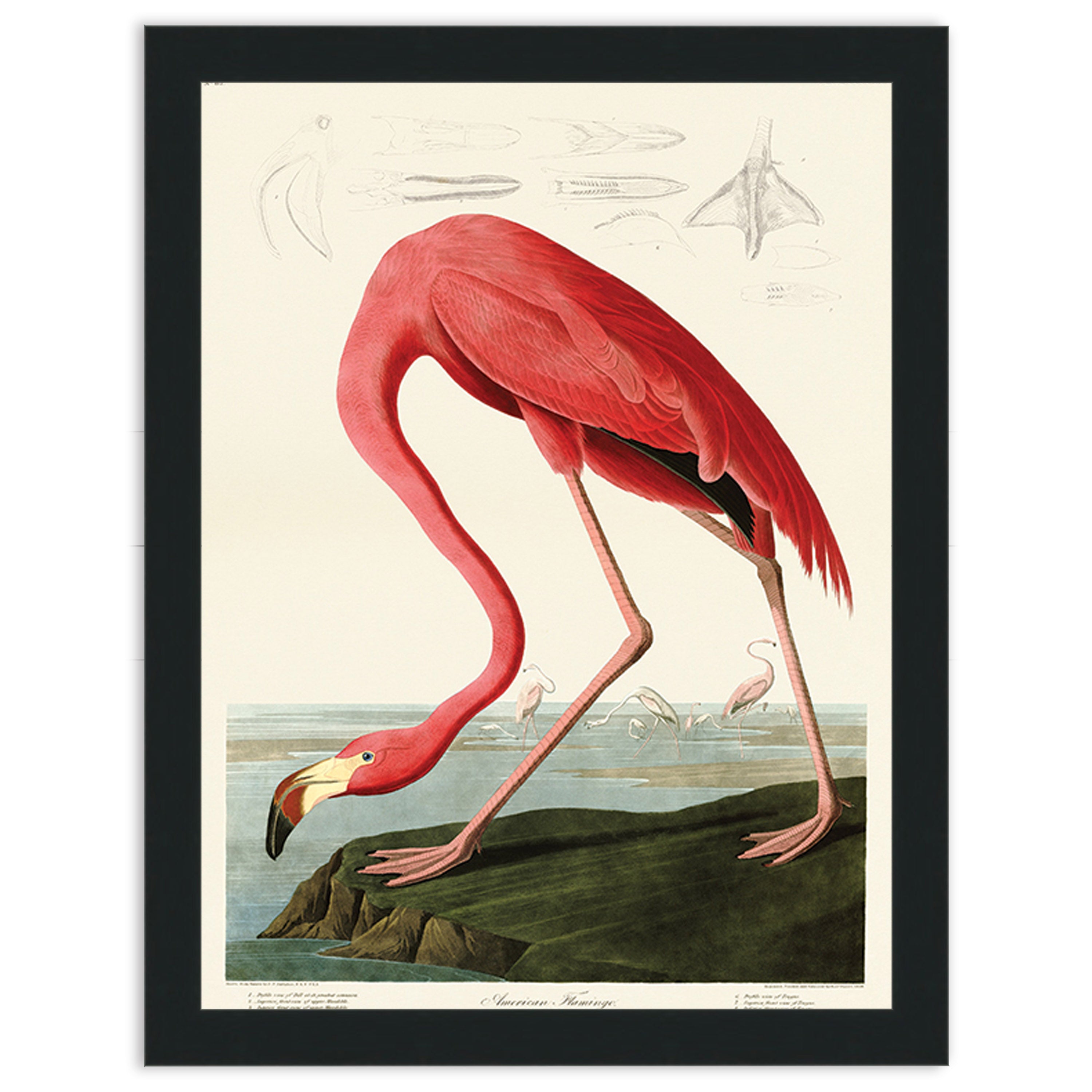 American Flamingo