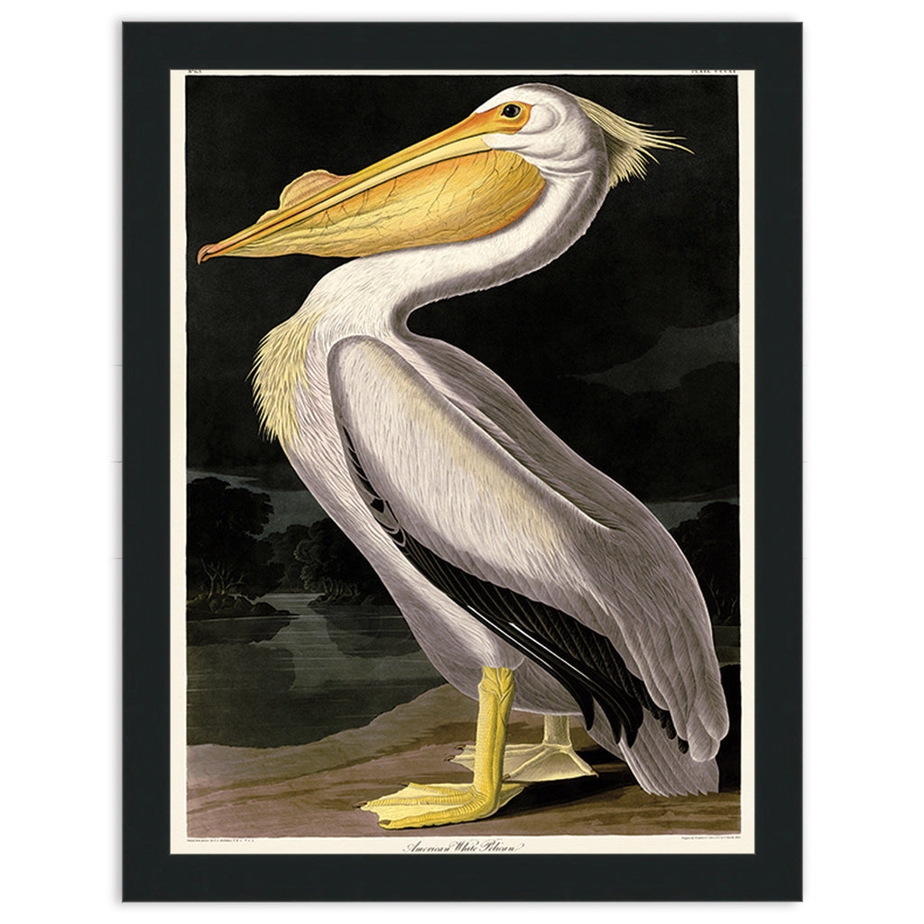 American White Pelican