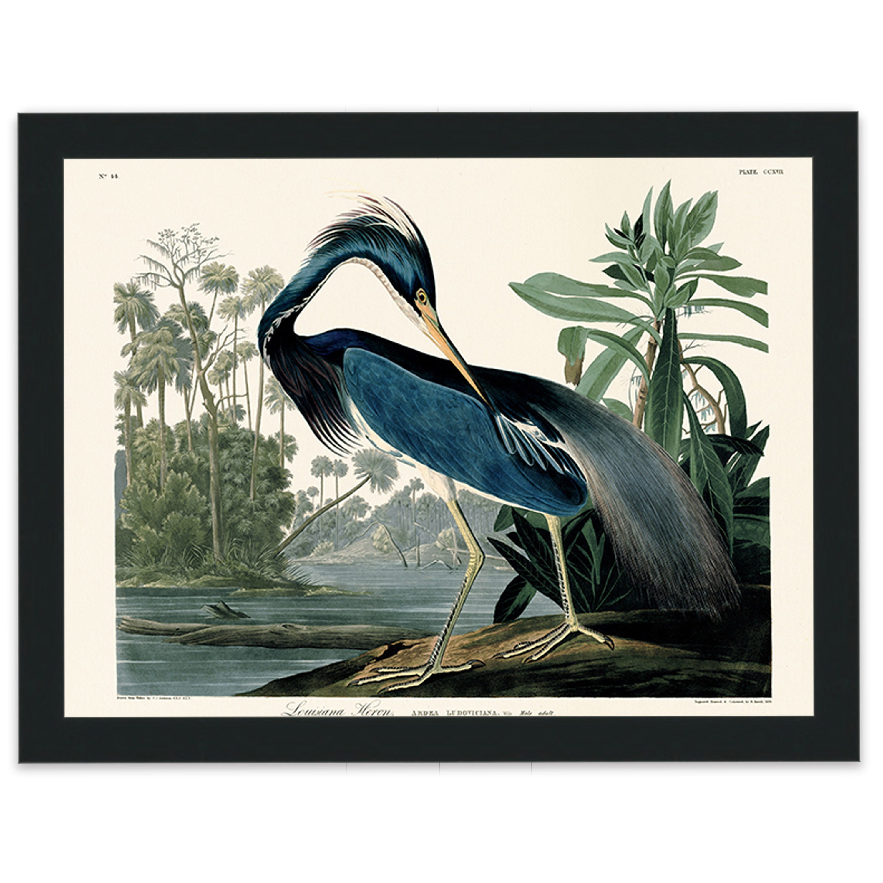 Louisiana Heron