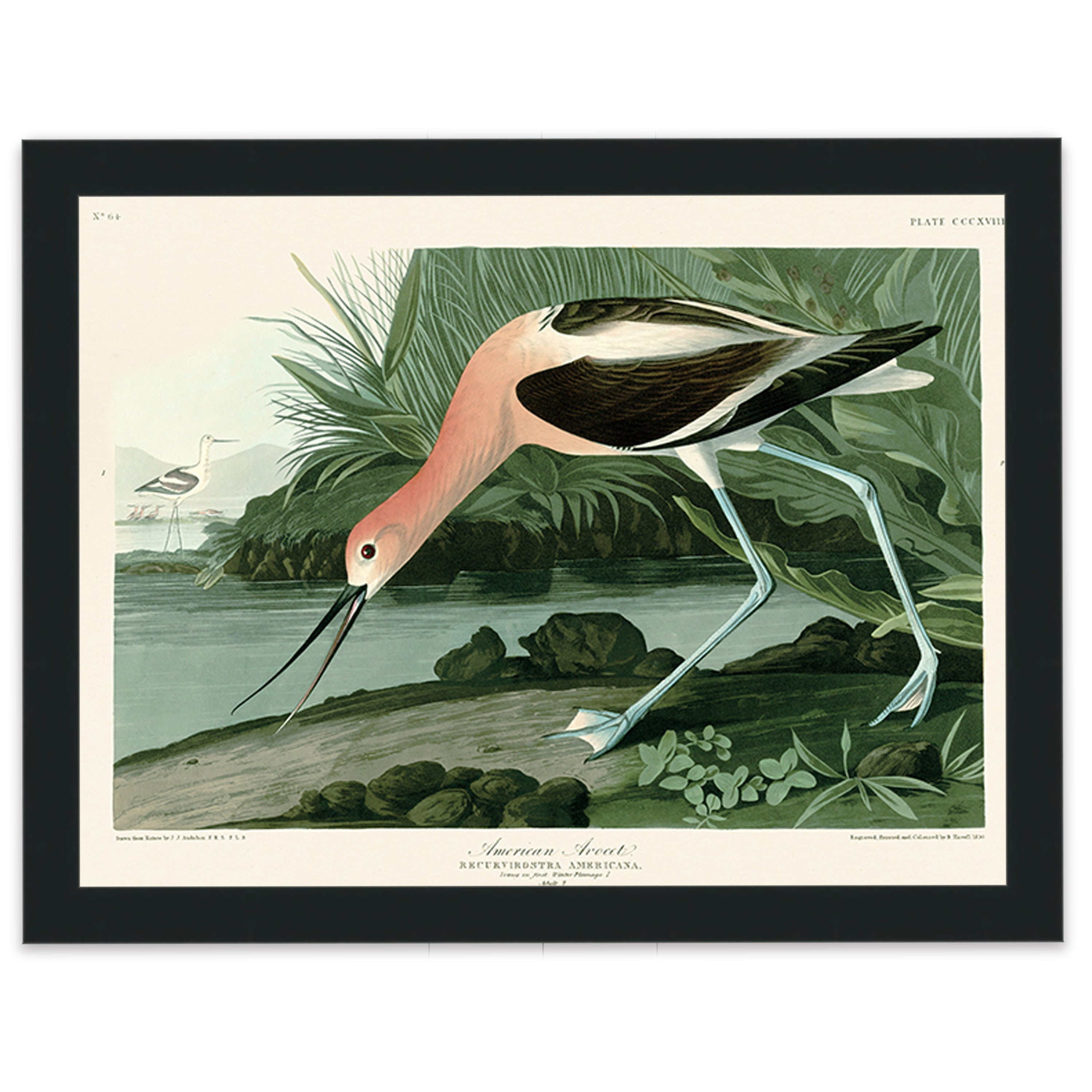 American Avocet