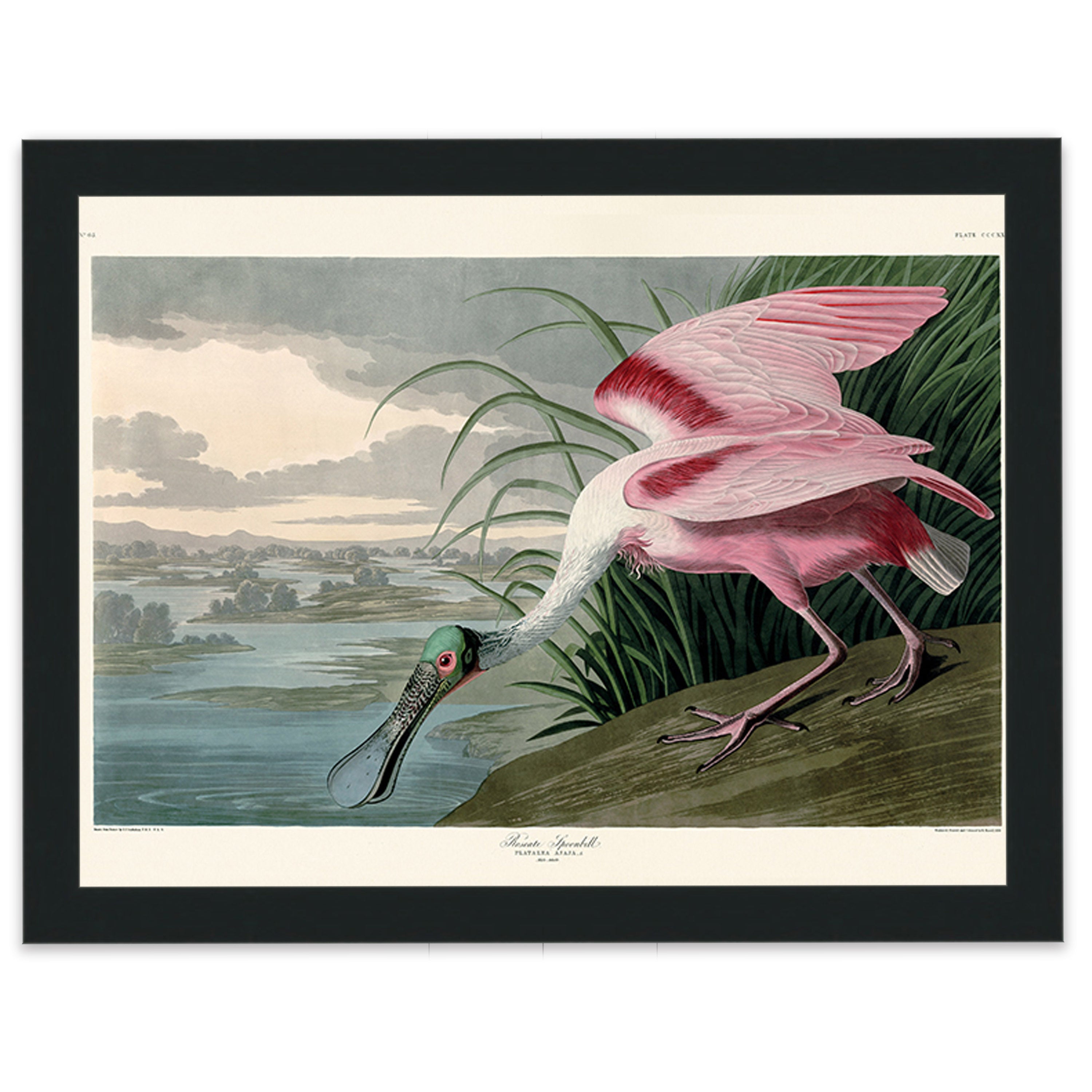 Roseate Spoonbill