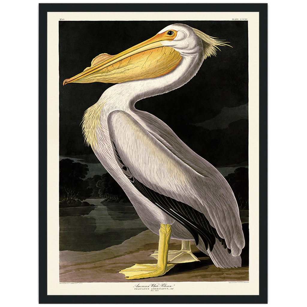 American White Pelican