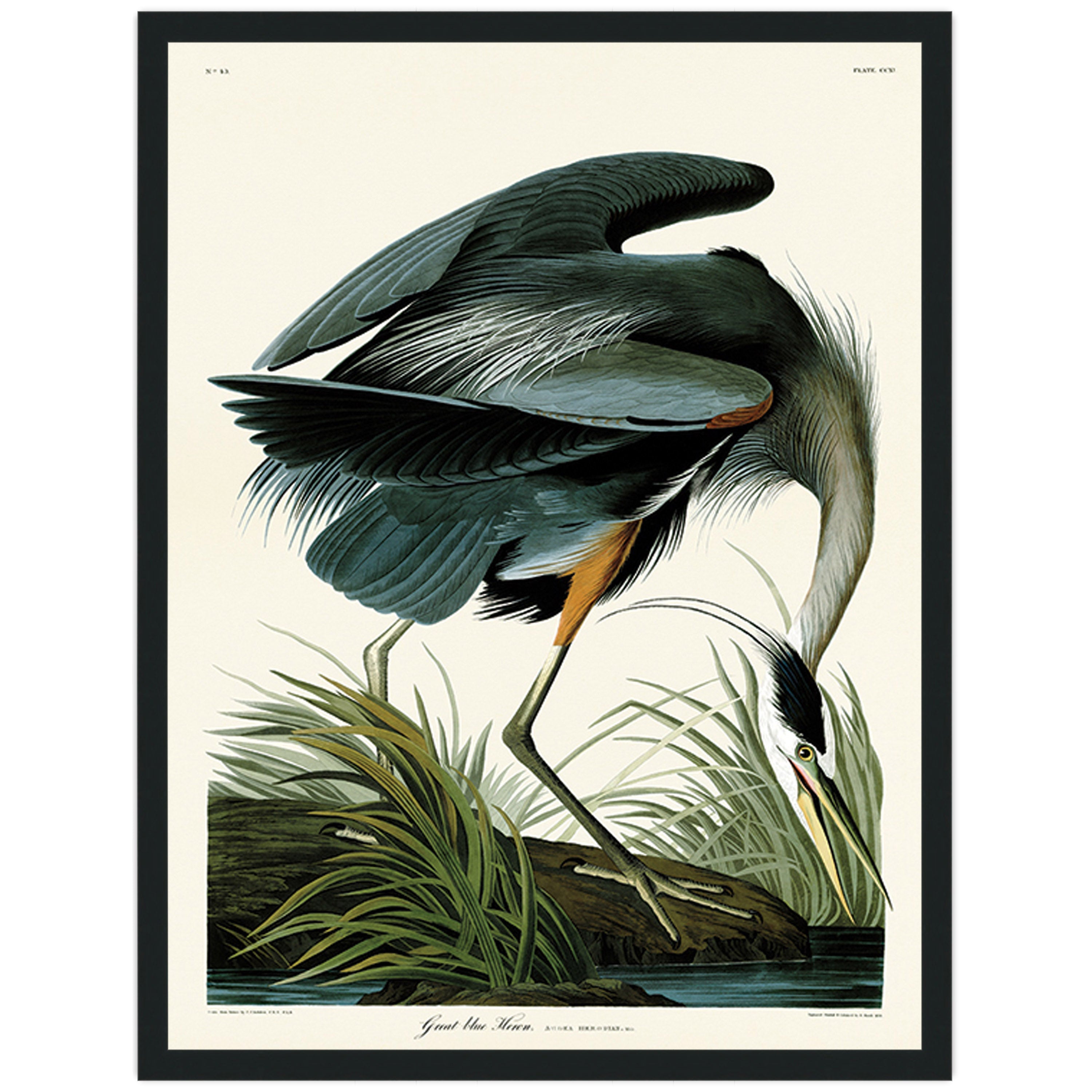Great Blue Heron