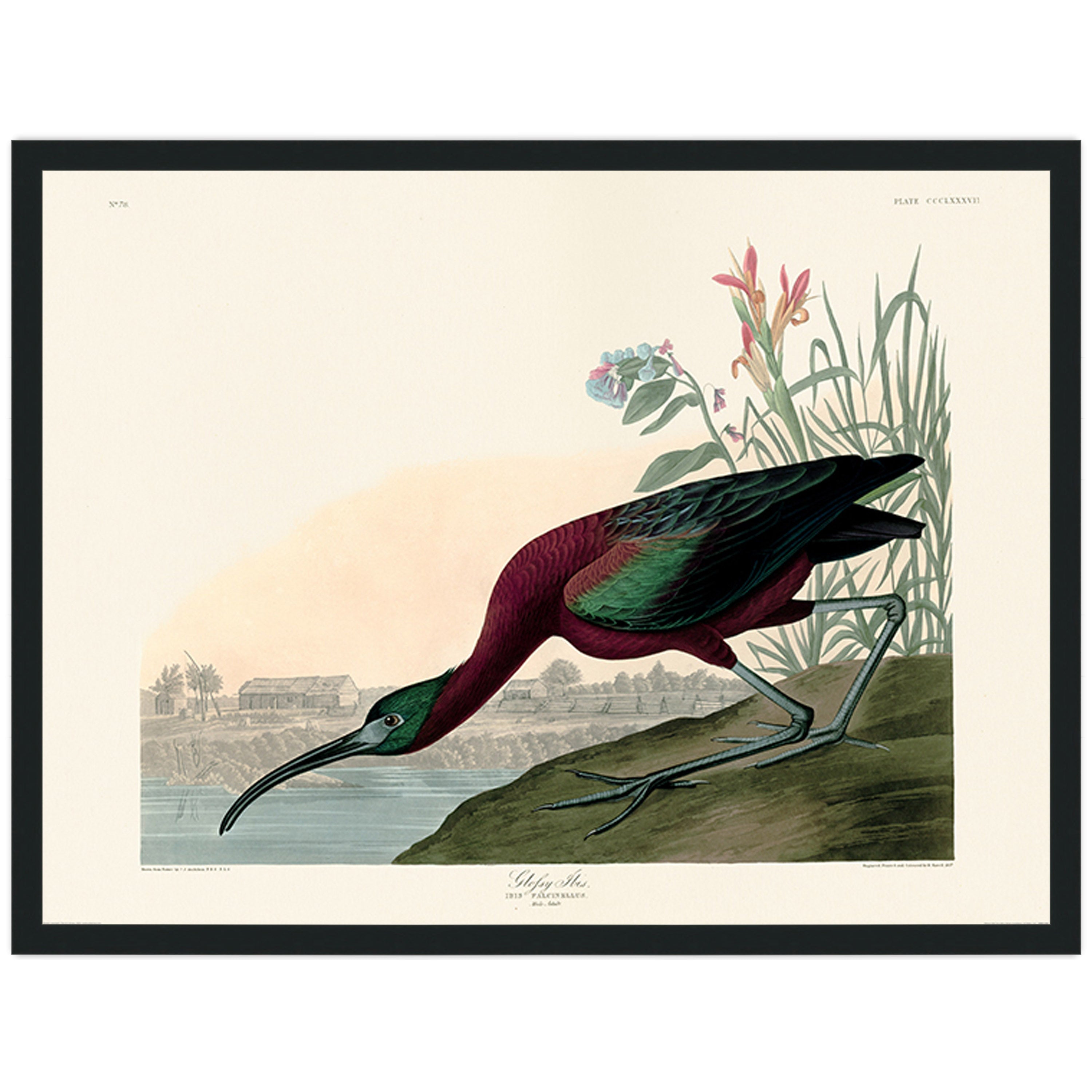 Glossy Ibis