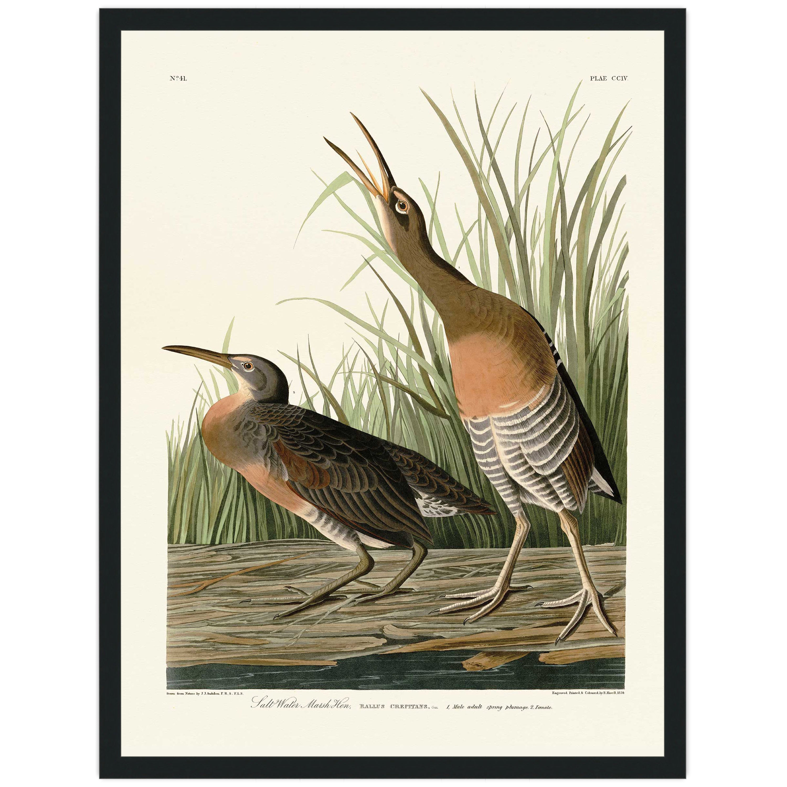 Salt Water Marsh Hen
