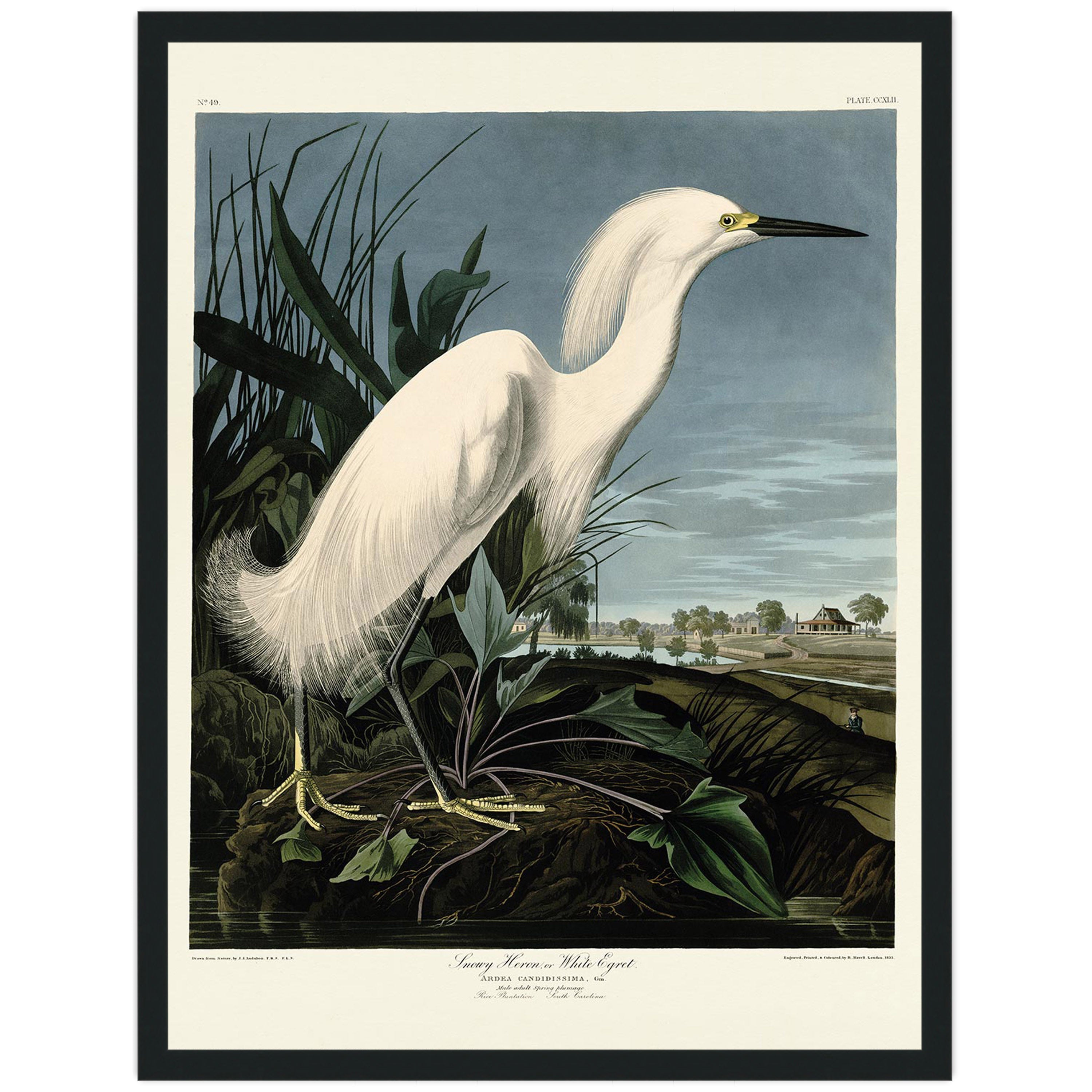 Snowy Heron