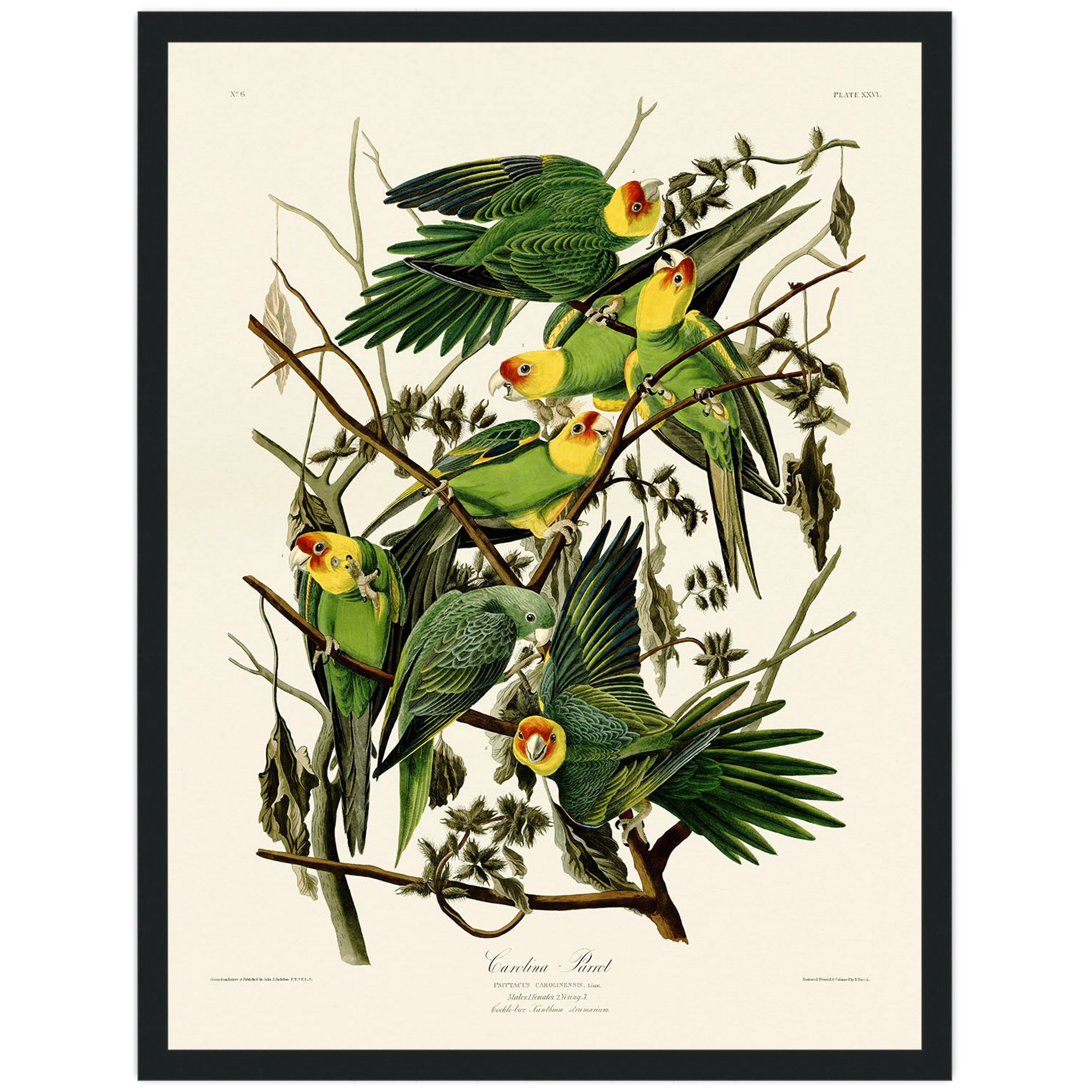 Carolina Parrot