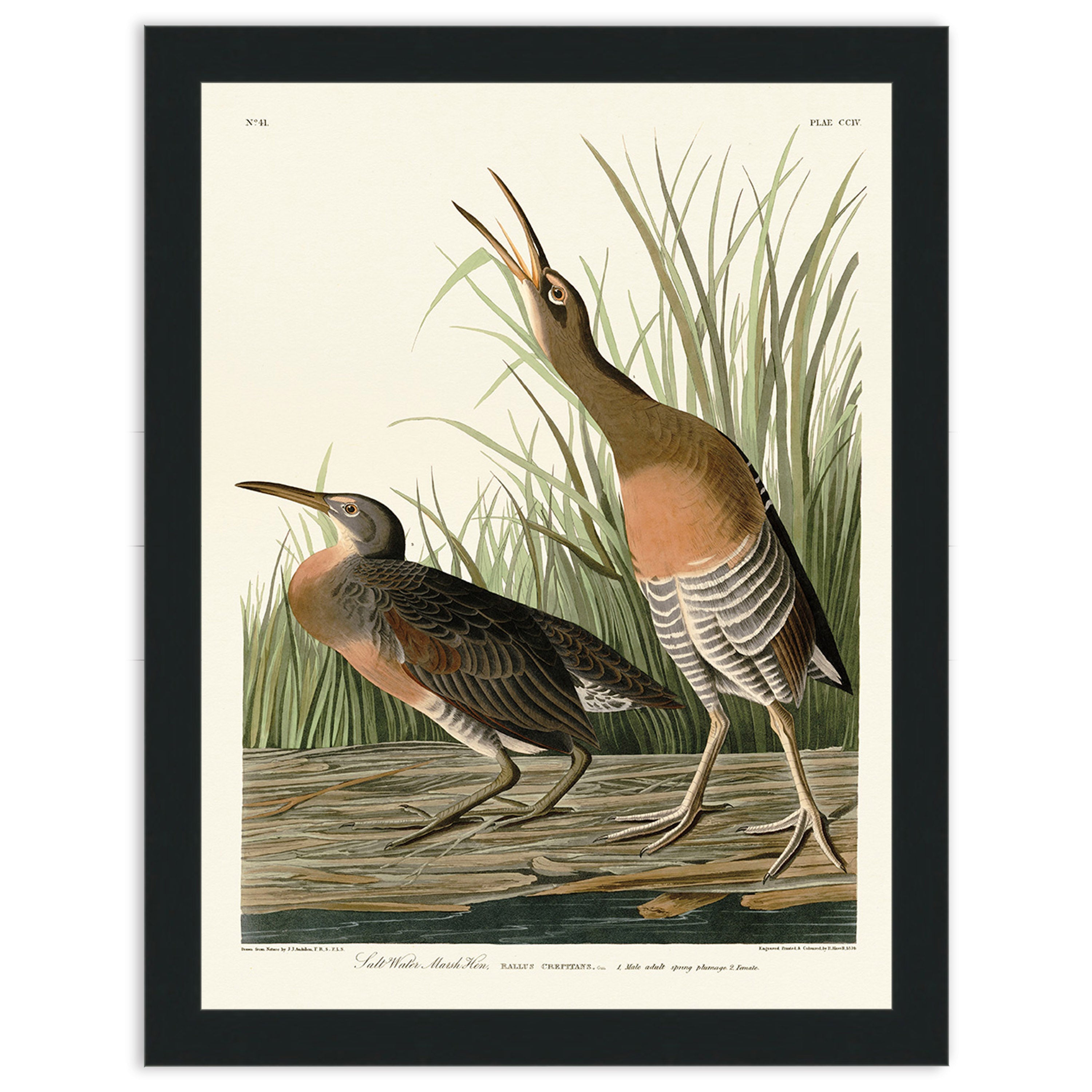 Salt Water Marsh Hen