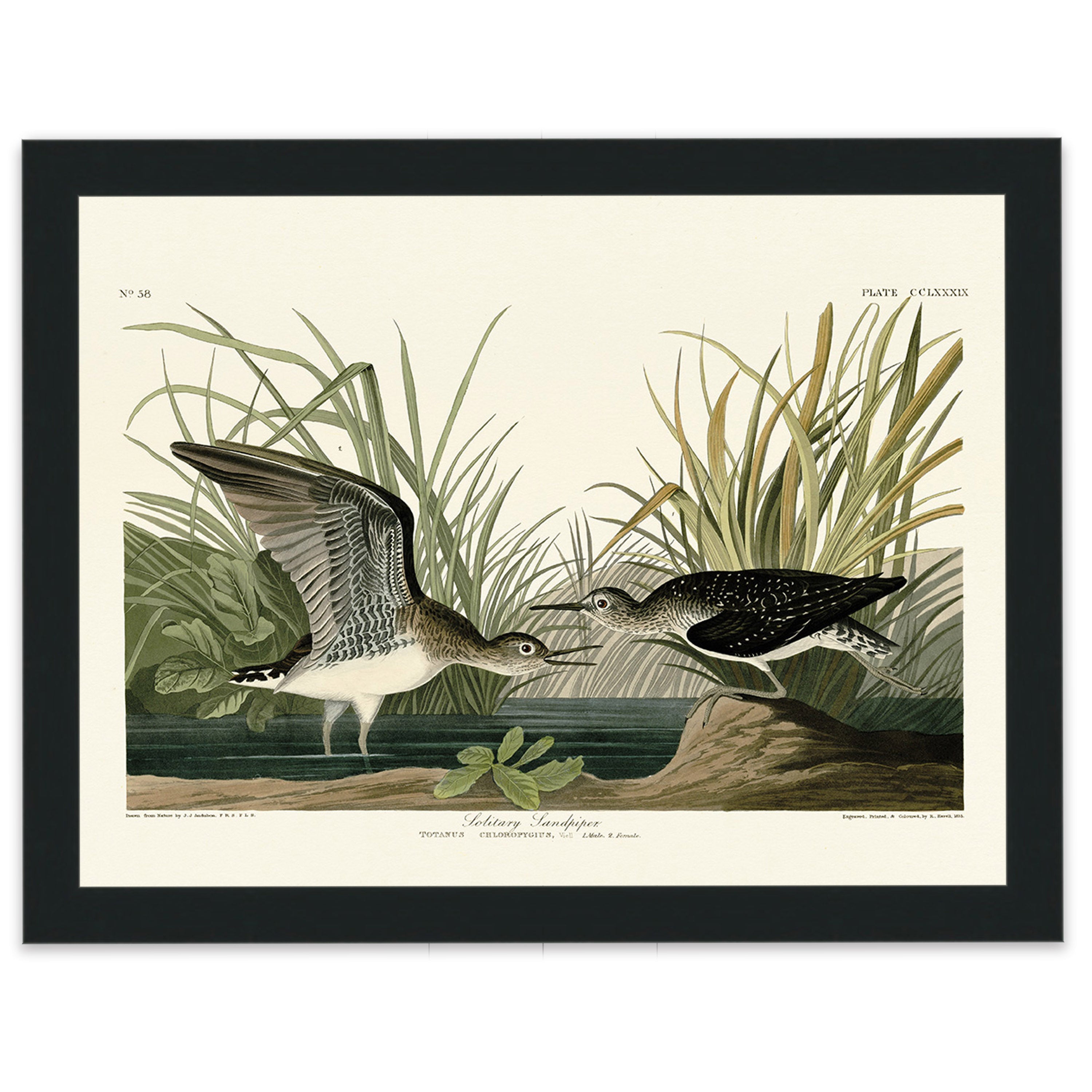Solitary Sandpiper