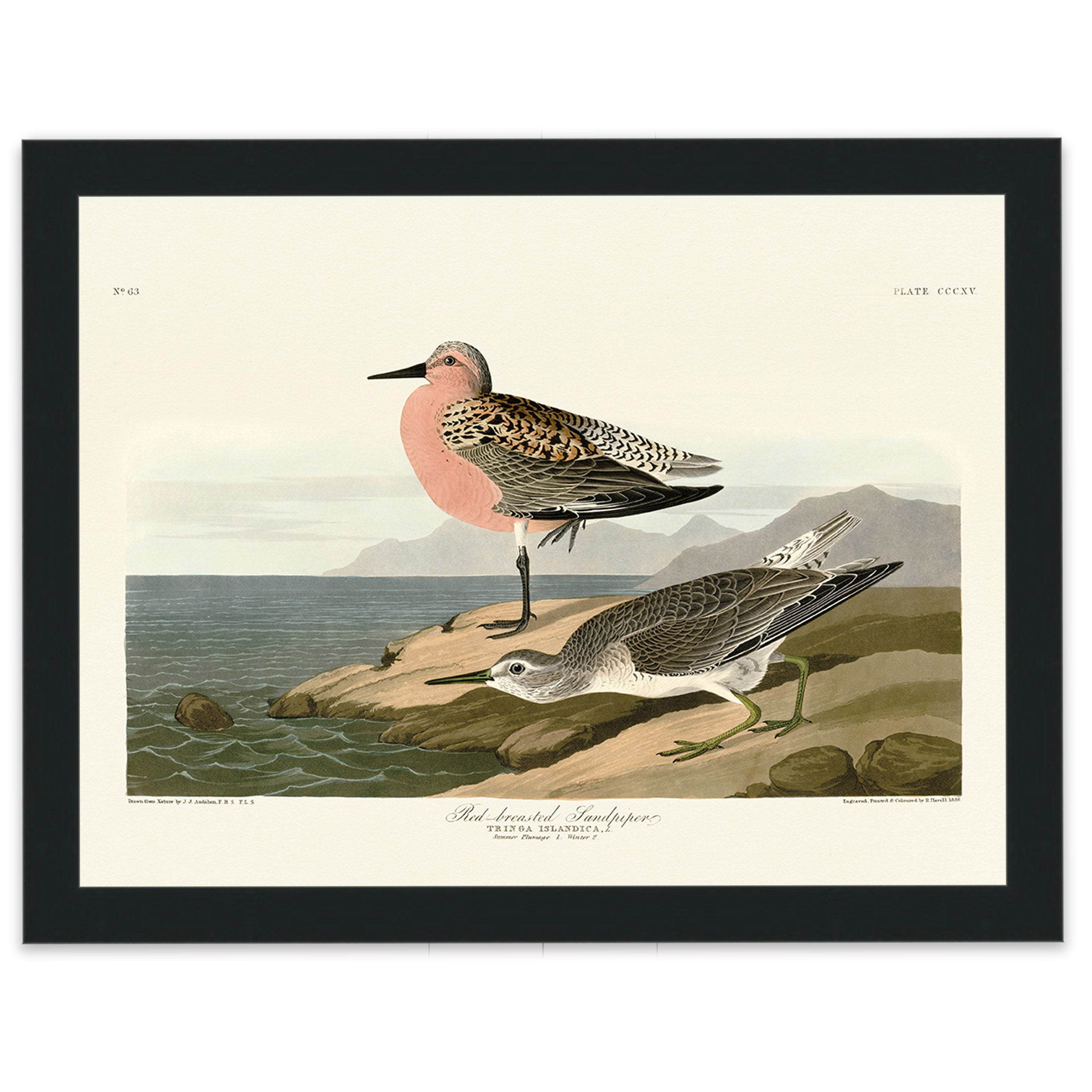 Red-breasted Sandpiper