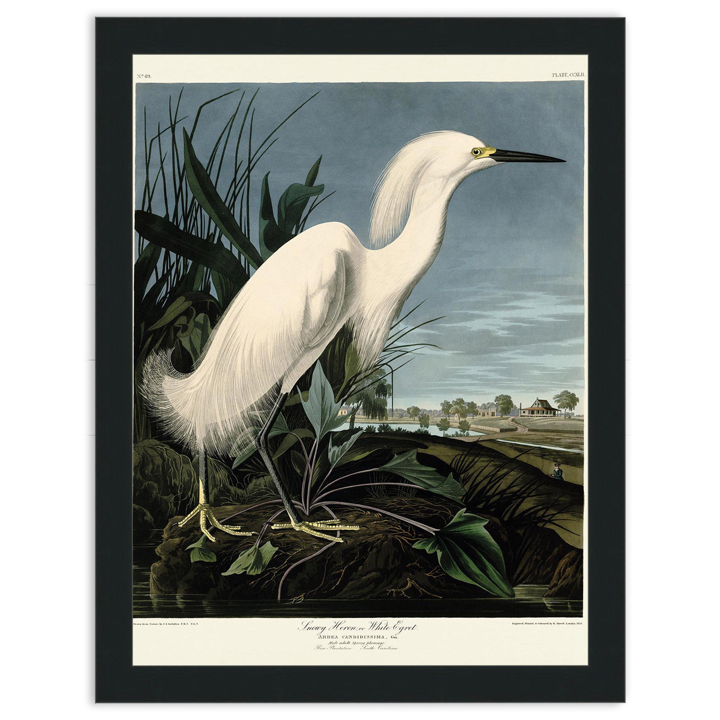 Snowy Heron