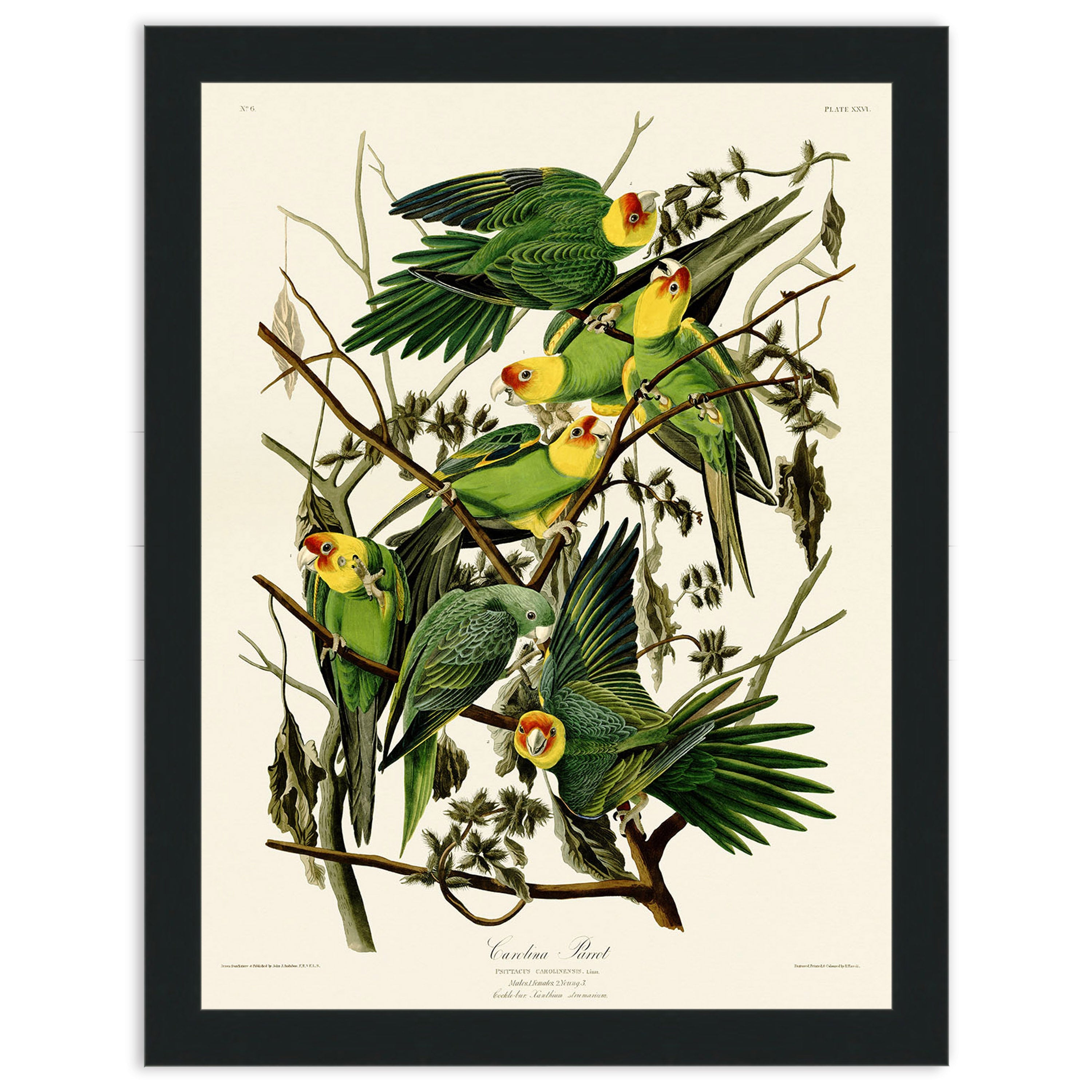 Carolina Parrot